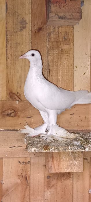 Sprzedam gołębie bociany