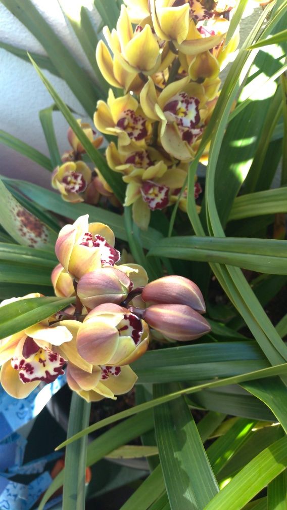 Orquídeas cor amarela e vermelho