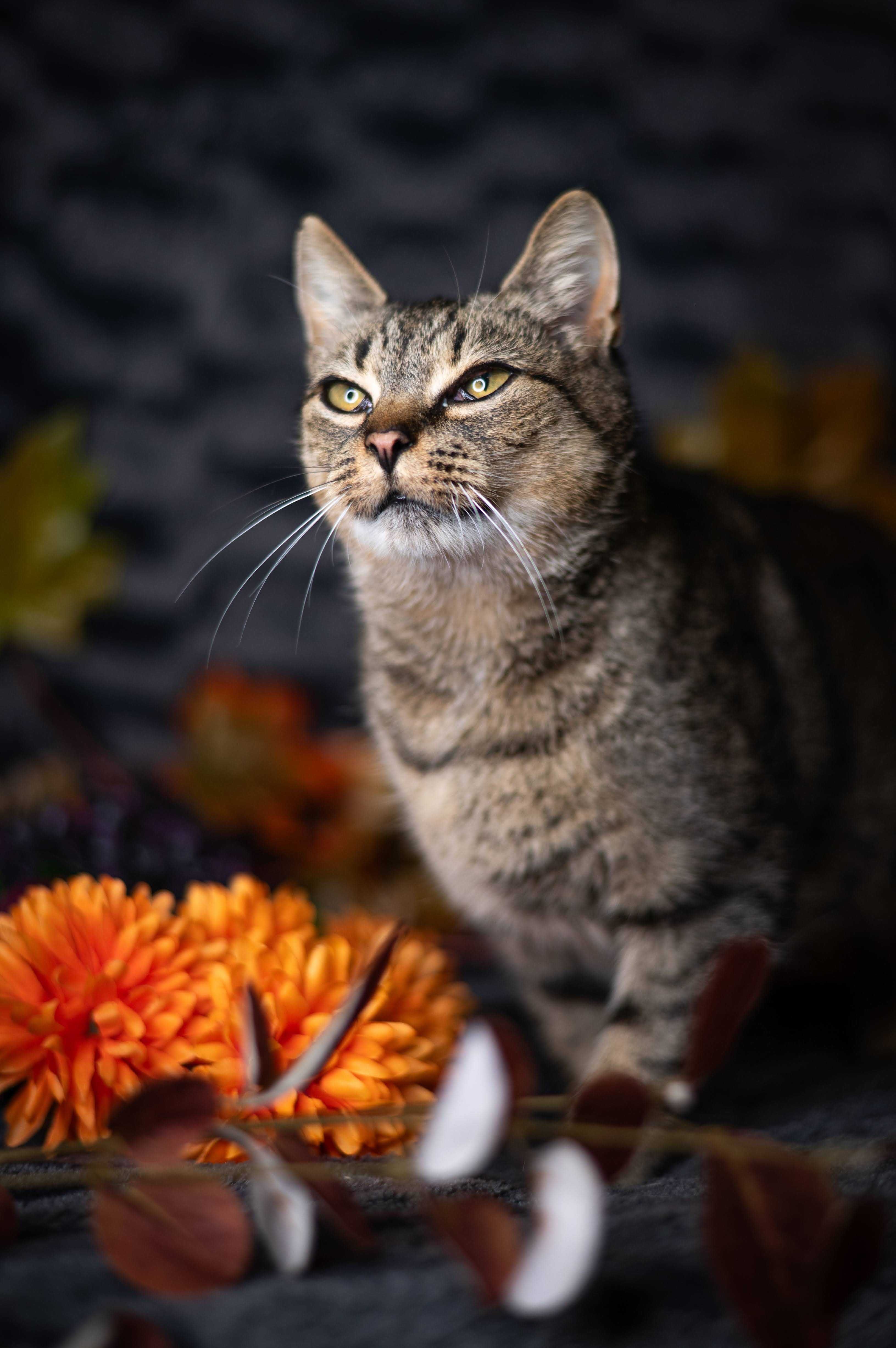 TĘCZA kotka do adopcji