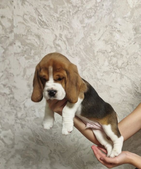 Продам цуценят бігля