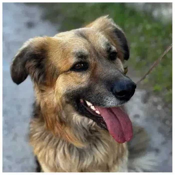 Пес в добрые руки