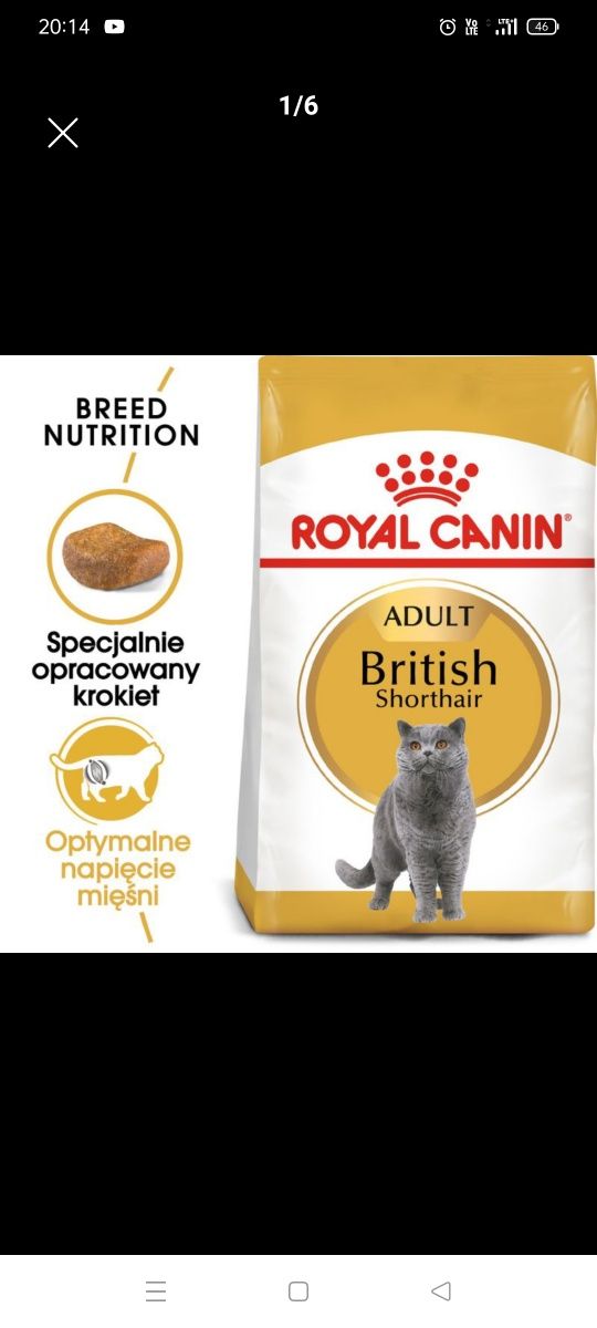 Royal Canin British Shorthair Adult Karma 3,5 kg