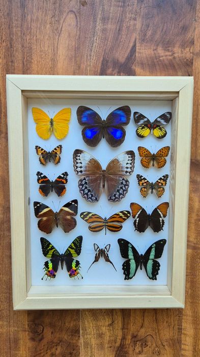 Gablotka motyle ćmy Stichophthalma Thaumantis Urania Papilio i inne