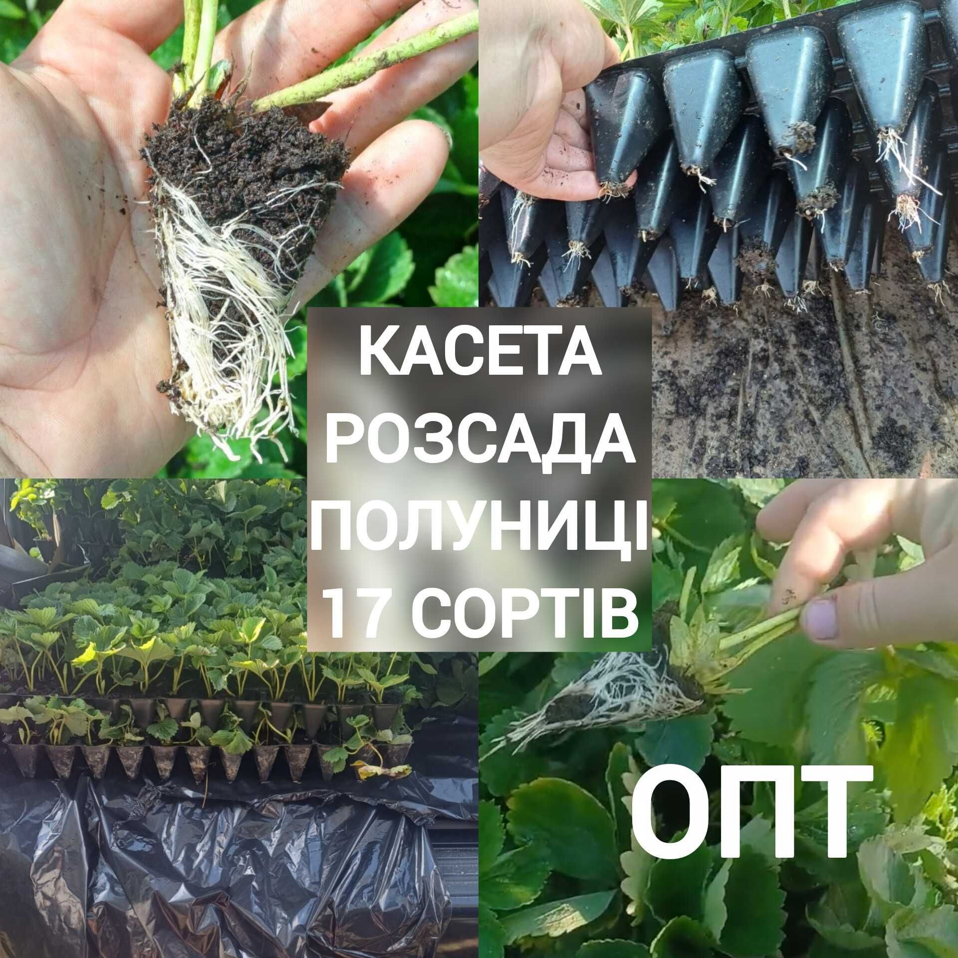 Саджанці полуниці в касеті Касетна розсада полуниці Саженцы клубники