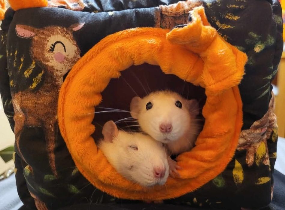 Domek 20 x 20 cm dla gryzonia świnki morskiej szczura szynszyla