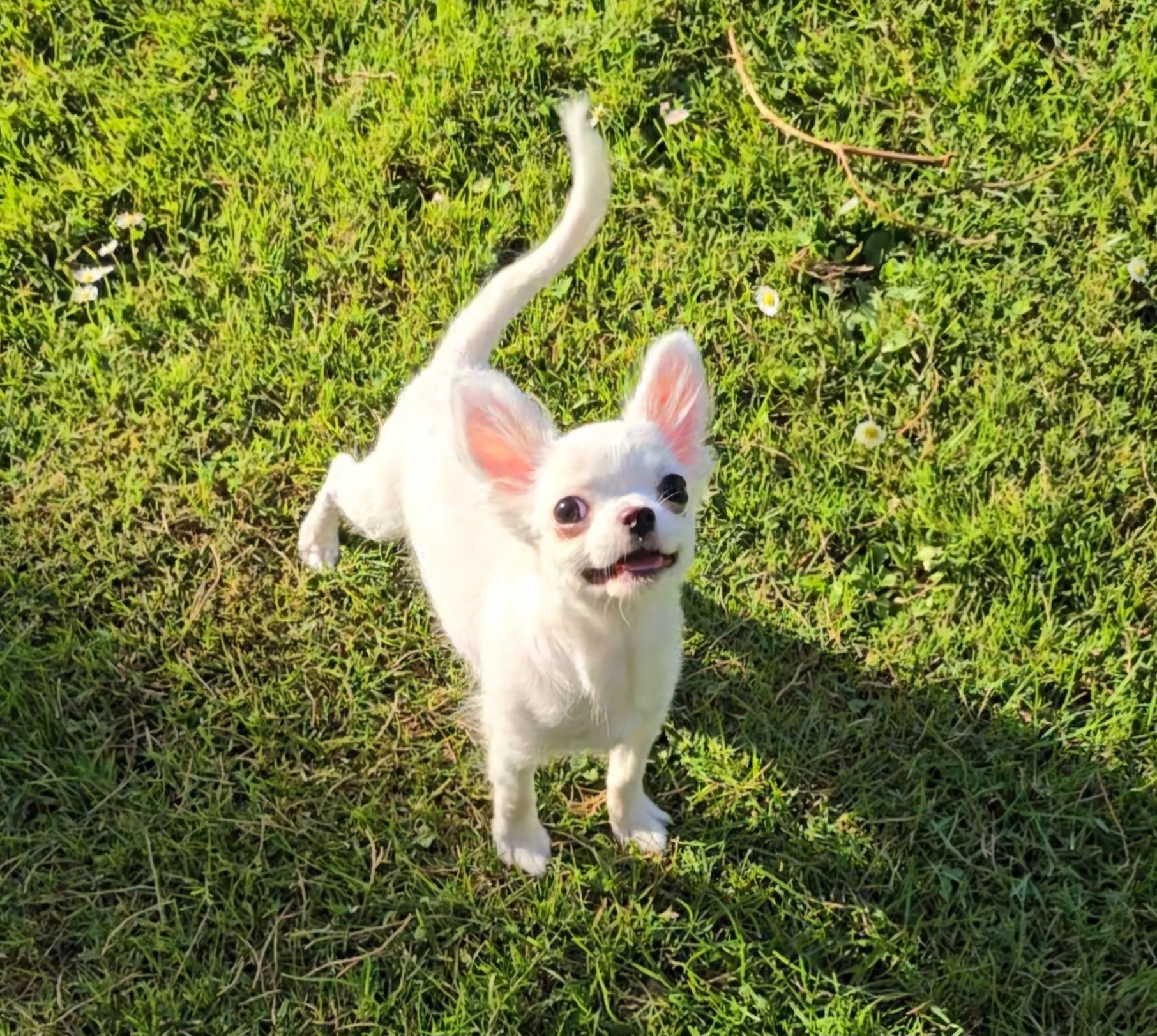 Chihuahua chlopczyk długowłosy