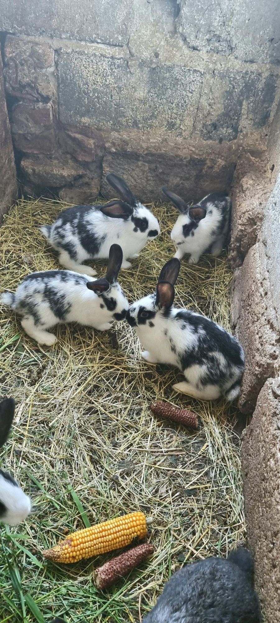 Miot młodych królików- polecam I zapraszam