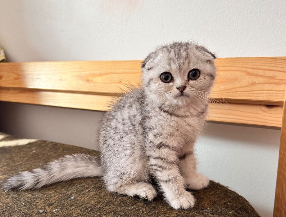 Scottish fold macho