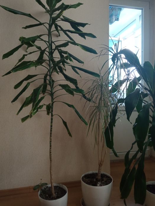 Продам гарні квіти 200грн за одну.