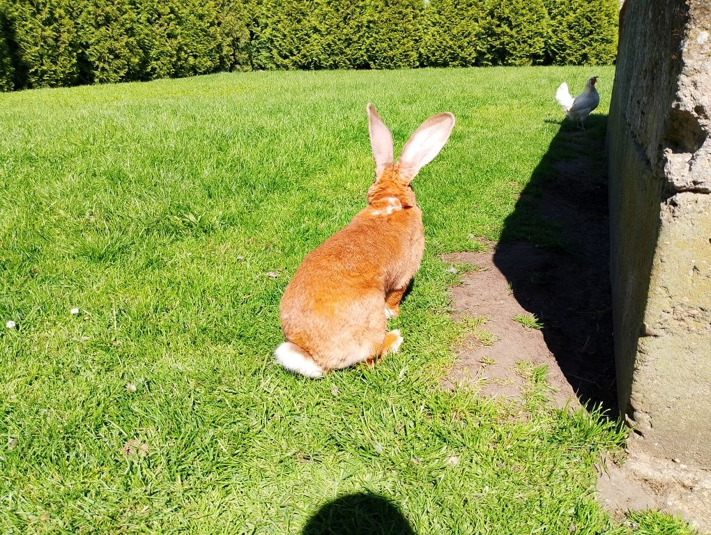 Sprzedam Olbrzym Belgijski