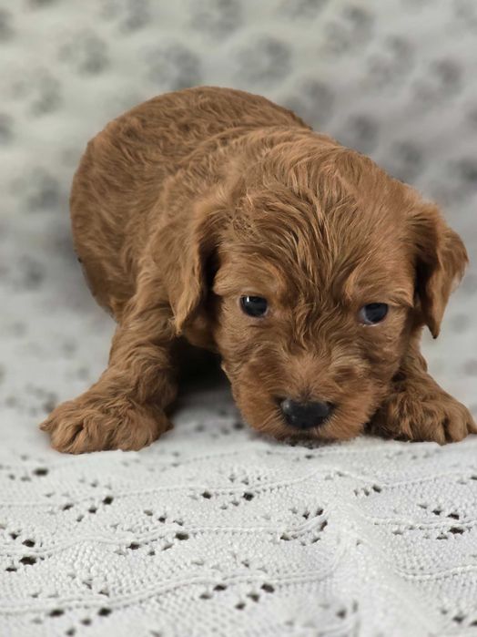 Piesek Maltipoo szuka kochającego domu.