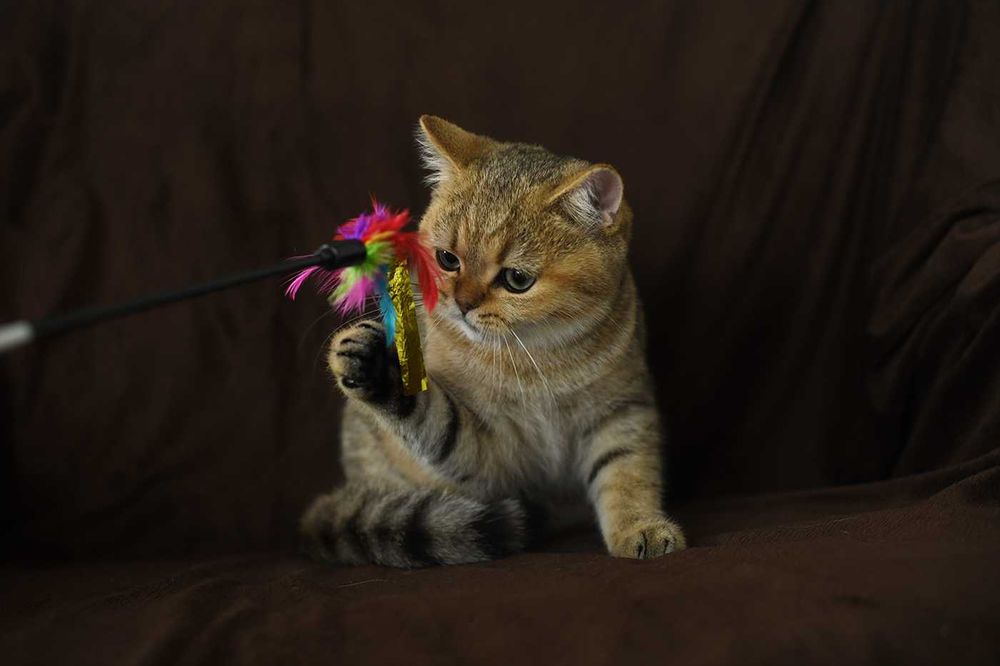 kot brytyjski-  kotka WCF