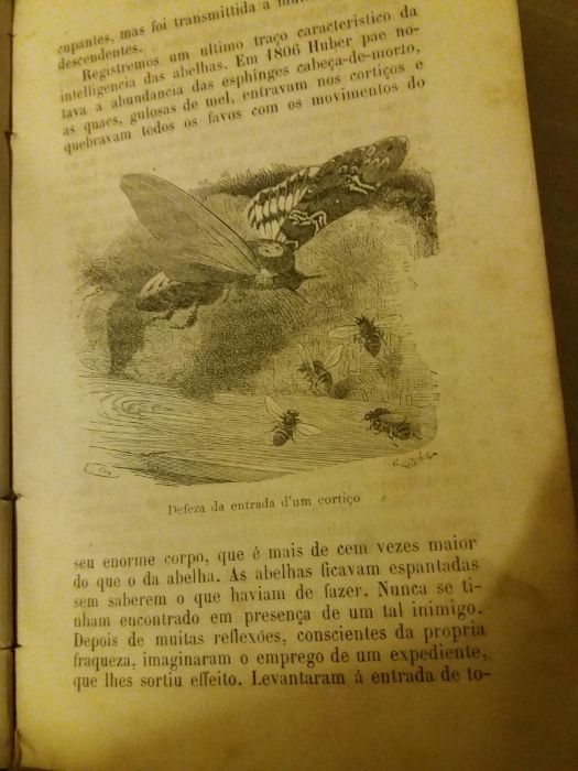 Livro - A inteligencia dos animais - Ernesto Menault