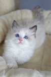 Rexona Kotka Seal Bicolour Ragdoll Kotka Fife/Fpl