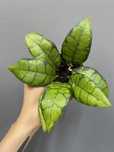 Hoya Callistophylla Black Cat Hoja   9 cm