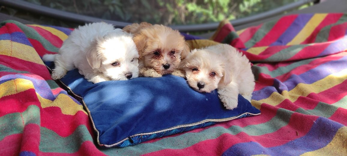 Maltipoo mini chłopiec Warszawa maltańczyk pudel