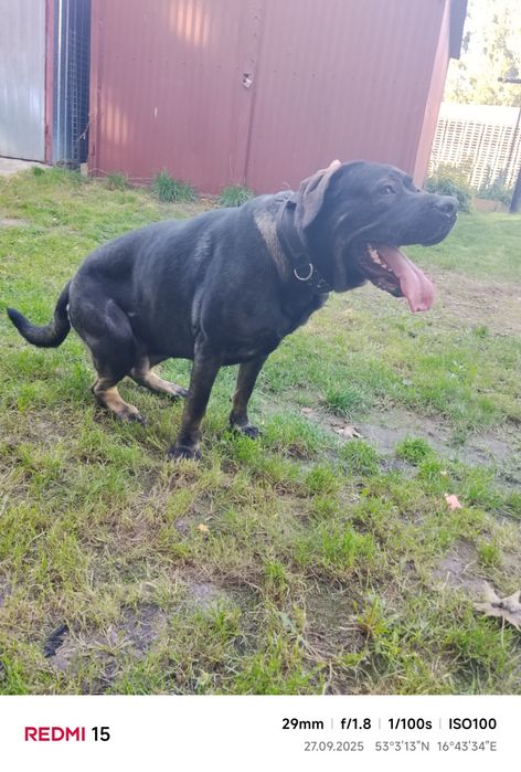 Oddam za darmo w typie cane corso