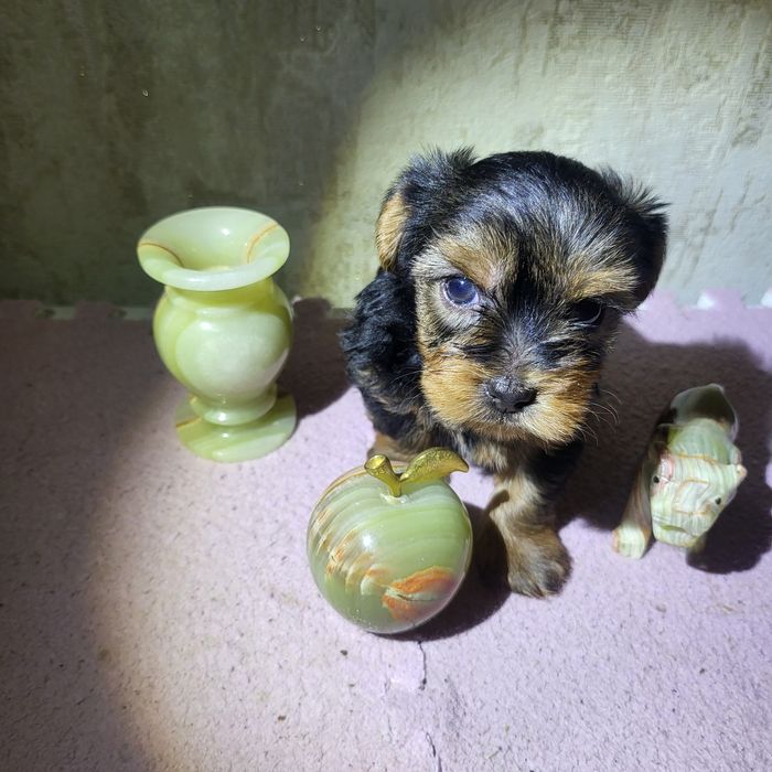 7500  Чудові цуценята йорки. Київ