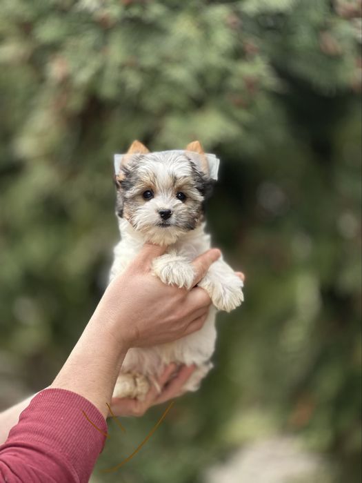 Бивер йорк хлопчик зайчик є і дівчатка