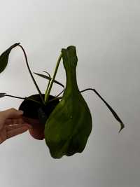 Philodendron Joepii