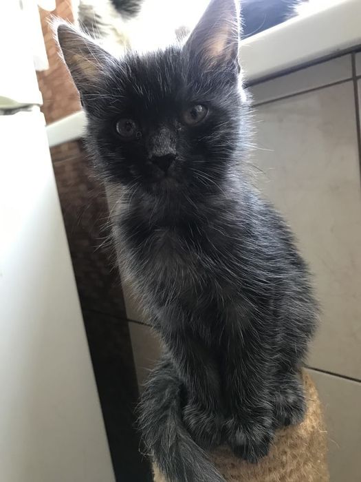 Кошеня. Кіт. Киця.