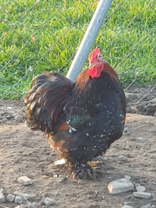 Kogut kochin miniaturowy