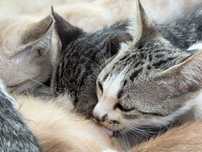 Gatos para adoção