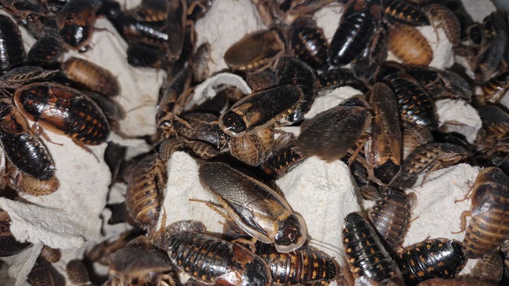 Karaczany argentyńskie B. dubia 3-4 cm 200 szt.