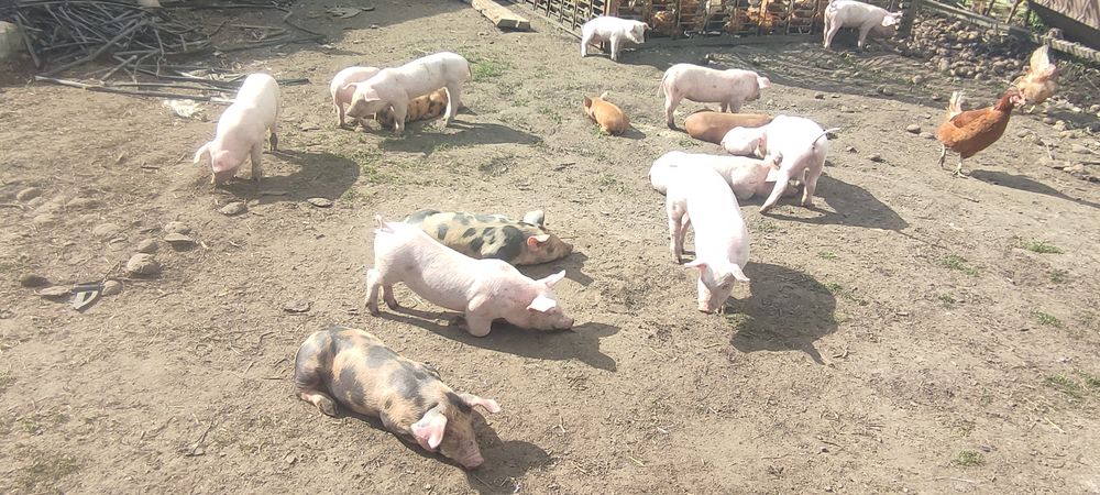 Продам маленьких поросят +підрощені