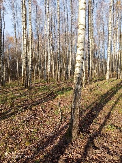 Sprzedam brzozę duże ilosci !