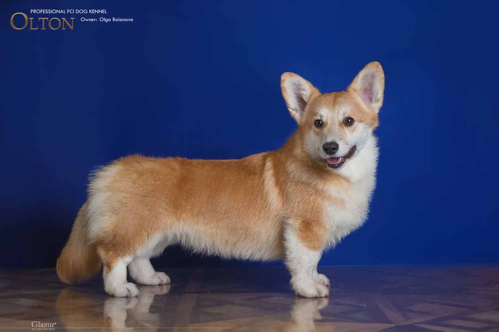 В улюбленці Welsh corgi pembroke