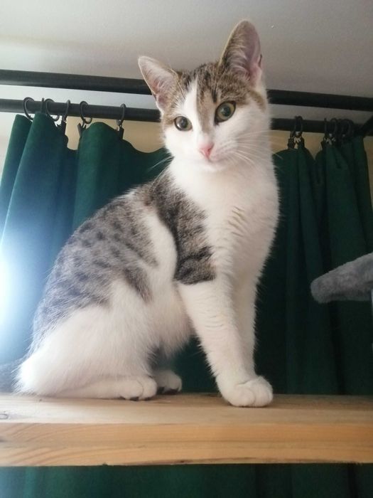 Mała, śliczna kotka po sterylizacji, szuka opiekuna