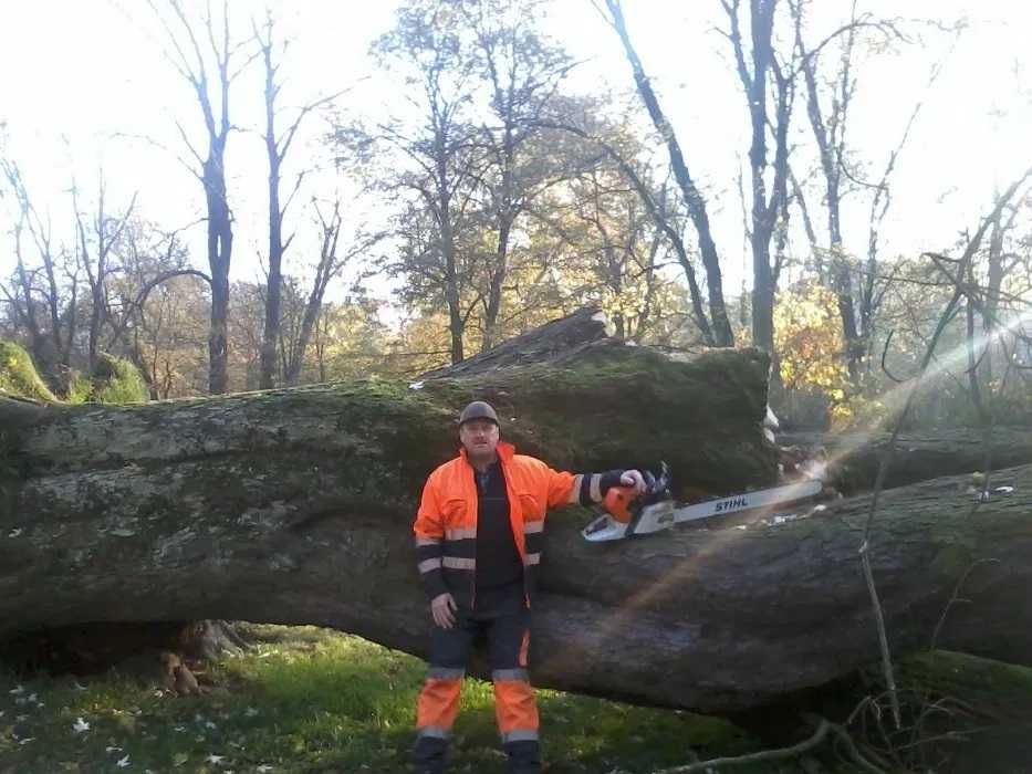 Wycinka Drzew Alpinistyczna, Cięcia Sanitarne