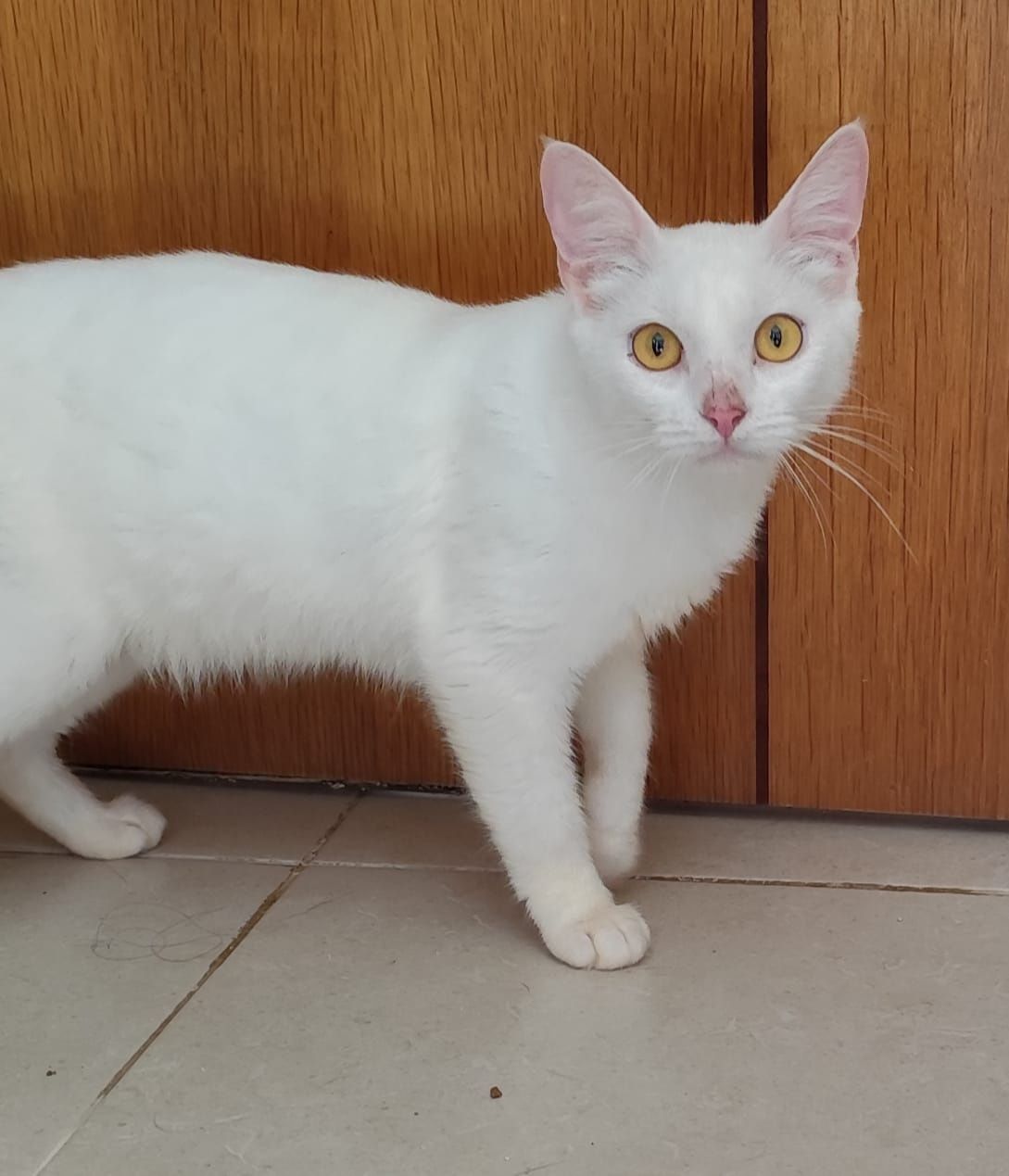Gatinha branca para adopção