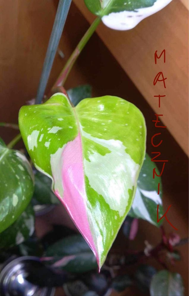 Philodendron White Princess z rozowym genem monstera syngonium