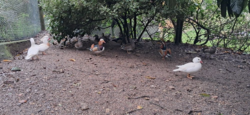 Casais cayugas 2025,  mandarim e carolinos