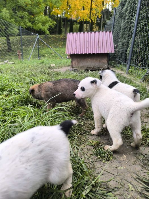 4 kochane kundelki szukają domu!