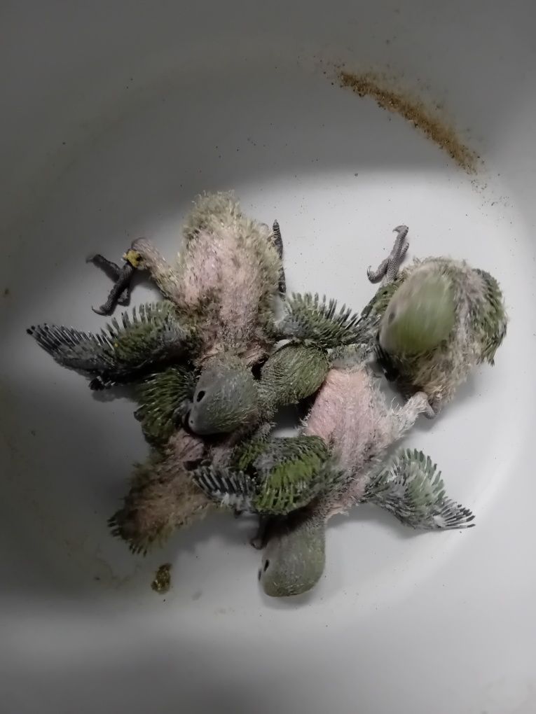 Agapornis Rossicolis criar à mão e independentes Aveiro