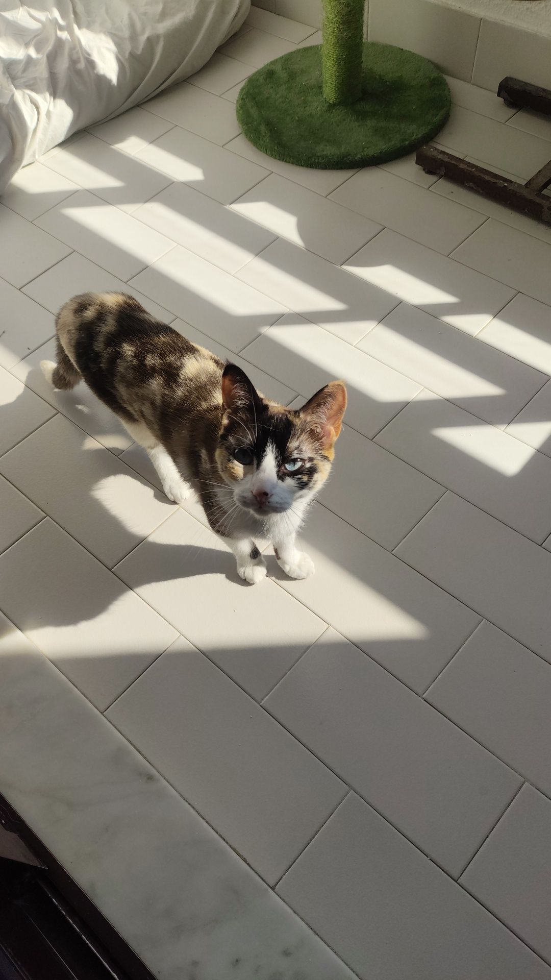 Para Adoção Responsável: Cadela Labrador + Gata Meiga (Juntas)