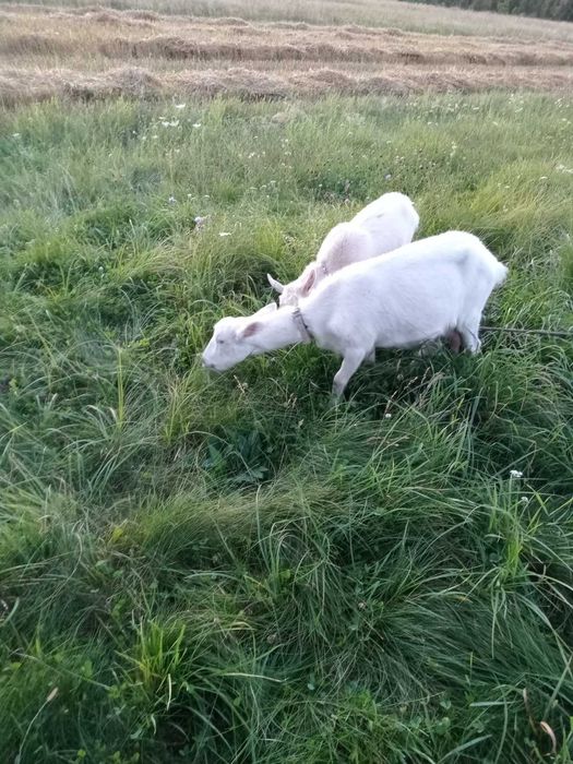 Коза(1.5роки) її козеня(6місяців)