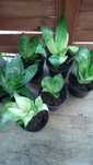 Sadzonka sansevieria