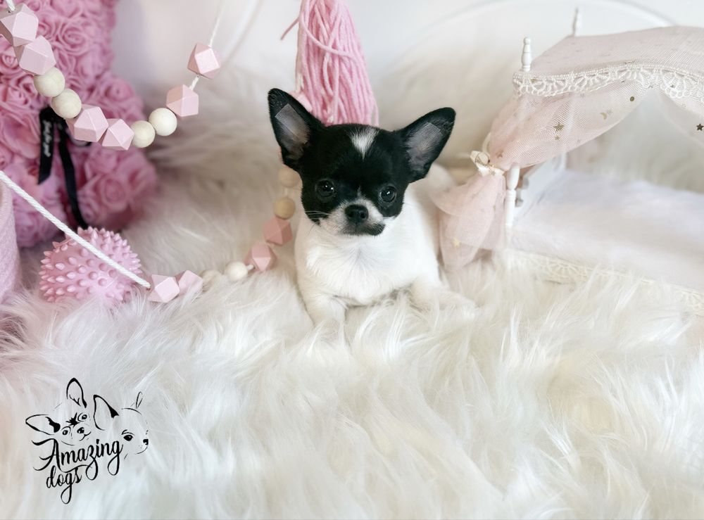 Chihuahua *** uroczy piesek krotkowlosy