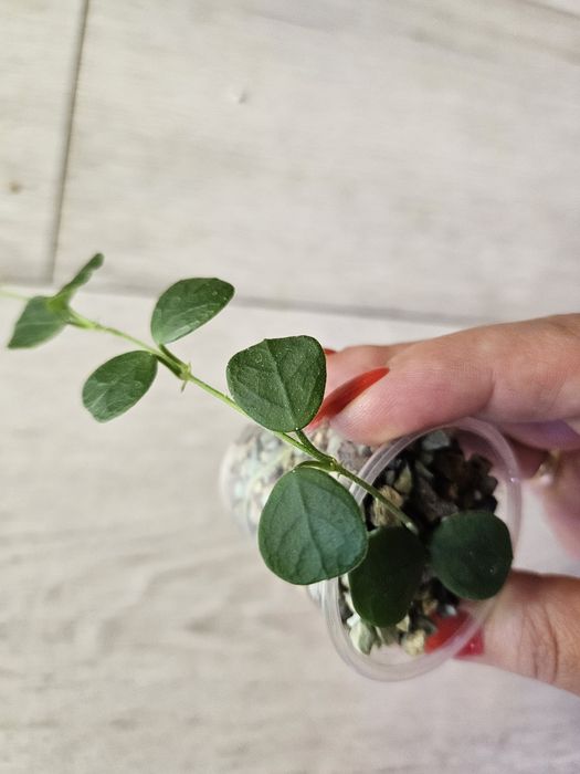 Hoya obcordata. Sadzonka