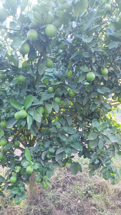 Vendo limas limoes excelente qualidade