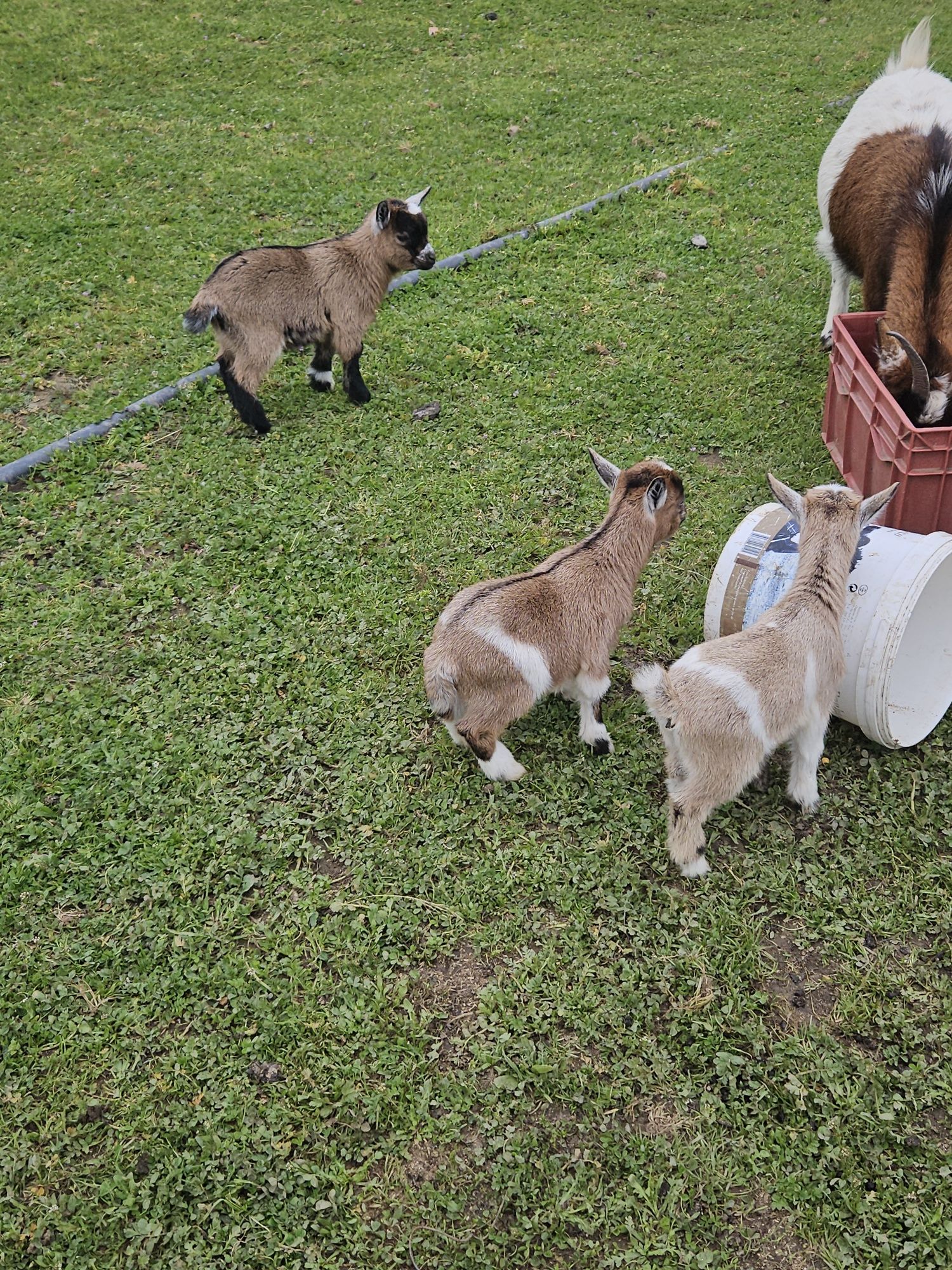 Cabrinhas micro anãs