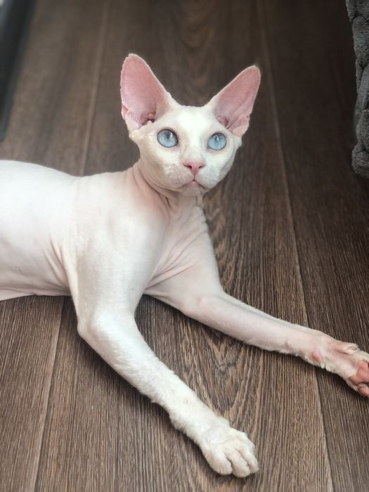 Хлопчик сфінкс Доступен в Польше