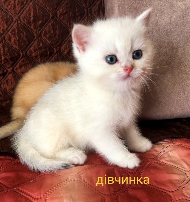 Золоті та серебристі кошенята