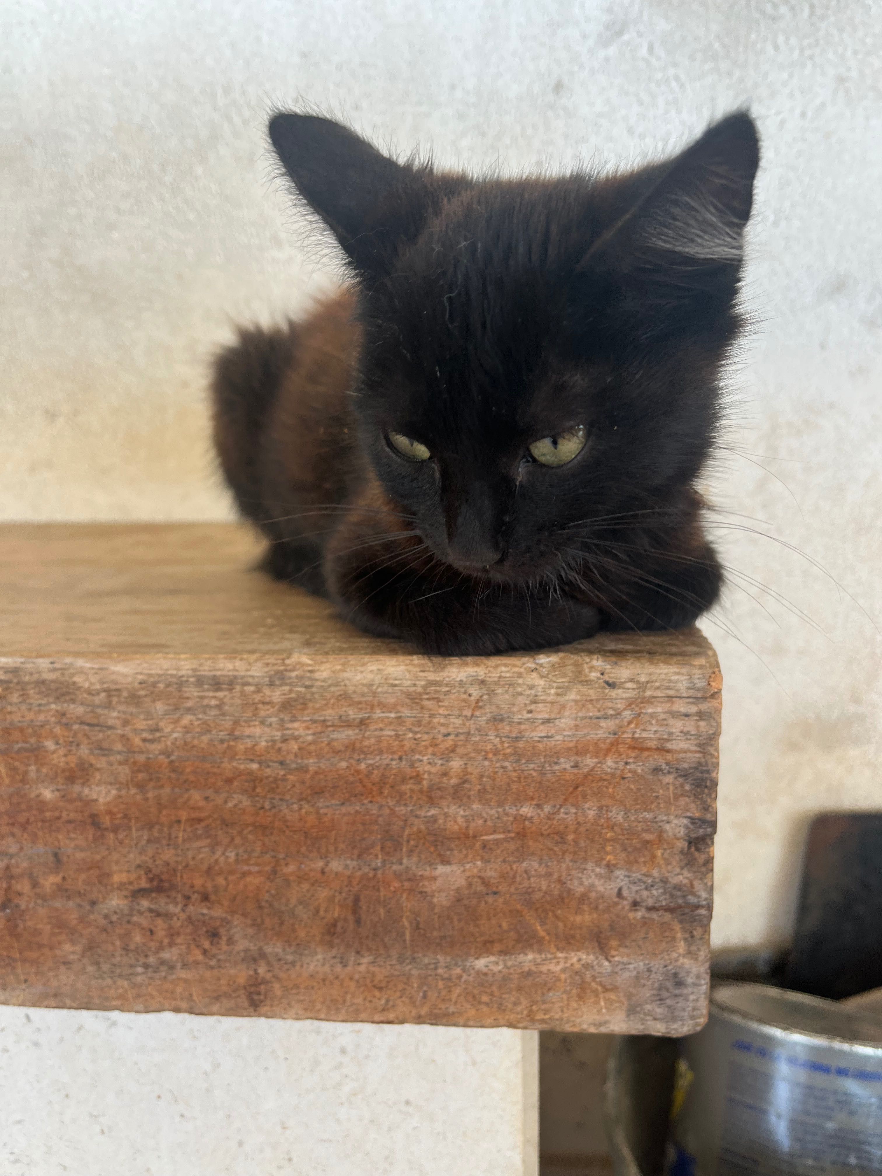 Gatos para adoção