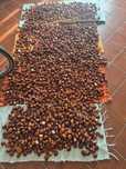 Vendo castanhas …