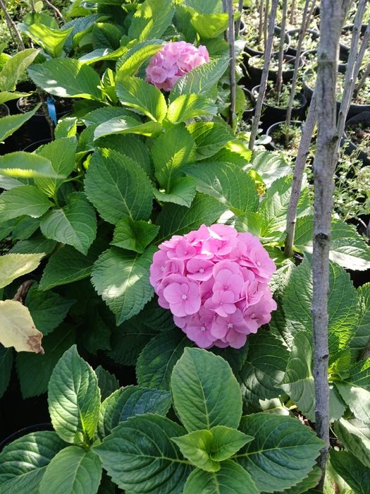 Producent hortensje ogrodowe krzewiaste pilgowane oraz pnace